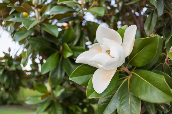 Photo d'une fleur de magnolia